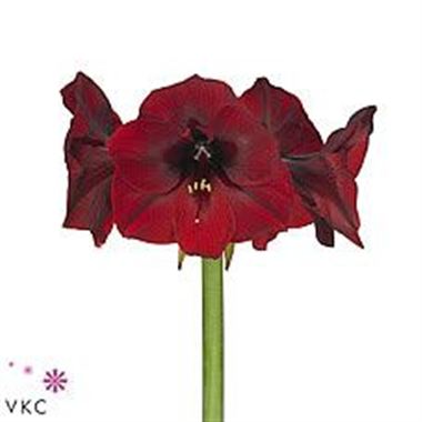 Hippeastrum Royal Velvet