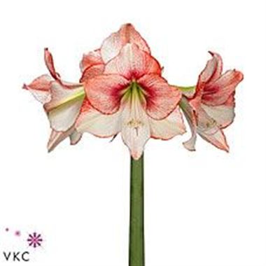 Hippeastrum Showmaster
