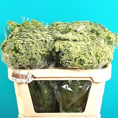 Ammi Majus casablanca 60cm