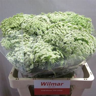 Ammi Majus visnaga 60cm