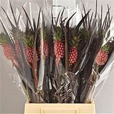 Ananas Perfeto Mini (Pineapple Flowers)