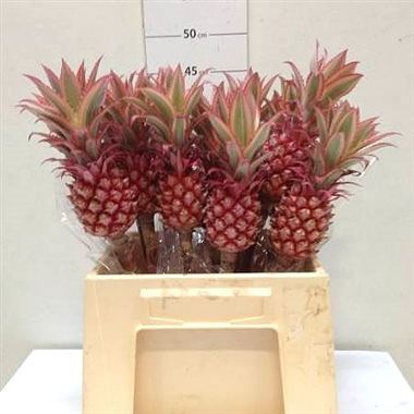 Ananas (Pineapple Flowers)