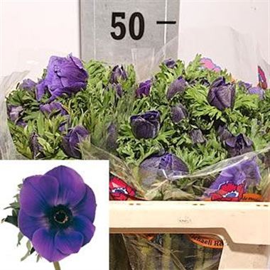 Anemone Galil Blue