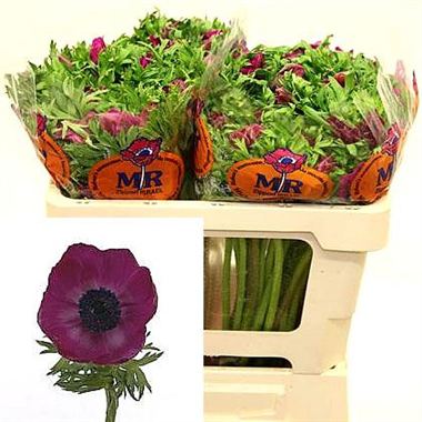 Anemone Galil Purple