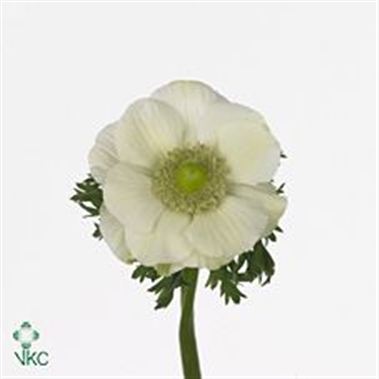 Anemone White (buyers choice)