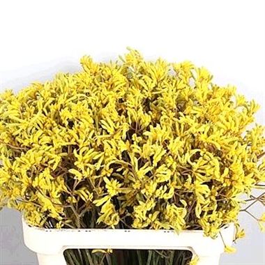 Anigozanthos Bush Down