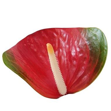 Anthurium Exciting Love x 16