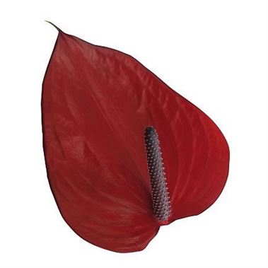 Anthurium Anouk x 16