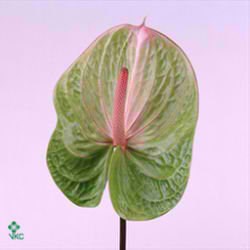 ANTHURIUM AVO DANIELLE X 12