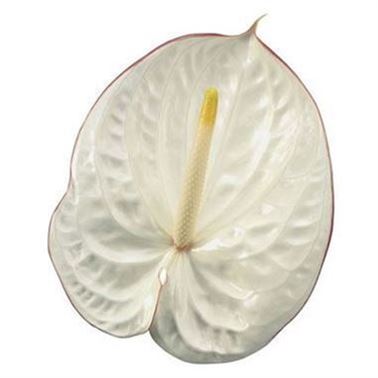 Anthurium Carnaval x 12