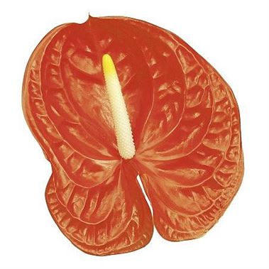 Anthurium Casino x 16