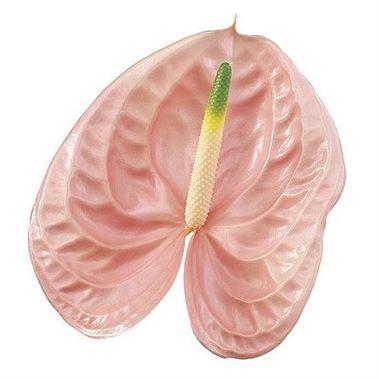 Anthurium Cheers x 16