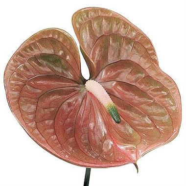 Anthurium Cognac x 16