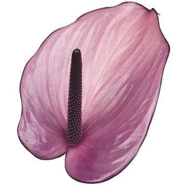 Anthurium epos x 12