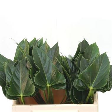 ANTHURIUM EXCITING LOVE LEAVES