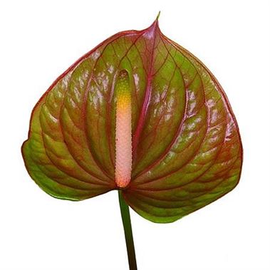 Anthurium Exquisite Queen x 12