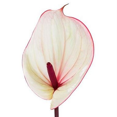 Anthurium Facetto x 16