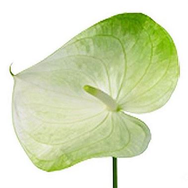 Anthurium Grace x 12