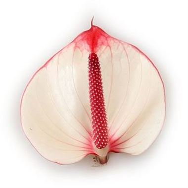 Anthurium La Amour x 16