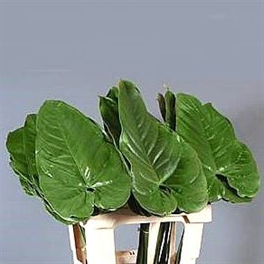 Anthurium Leaves Extra