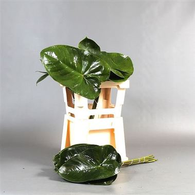 Anthurium Leaves Large