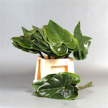 Anthurium Leaves Medium