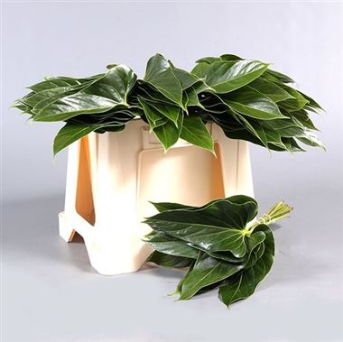 Anthurium Leaves Small