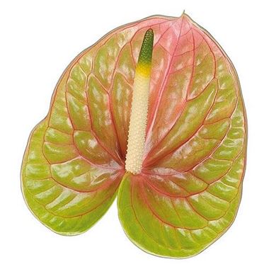 Anthurium lucardi x 16