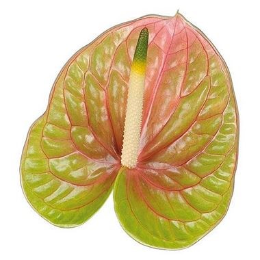 ANTHURIUM LUCARDI x 10