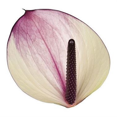 Anthurium Maxima Violeta x 16