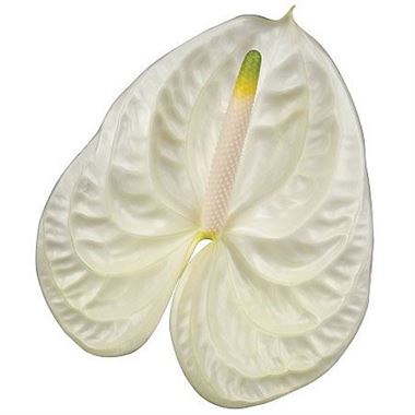 Anthurium Moments x 12