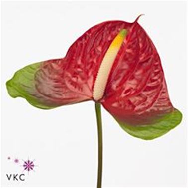 Anthurium Narita x 15