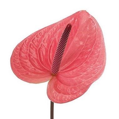 ANTHURIUM PINK CHRISTINA x 10