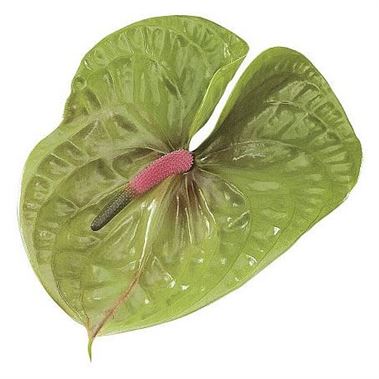 Anthurium Pistache x 10
