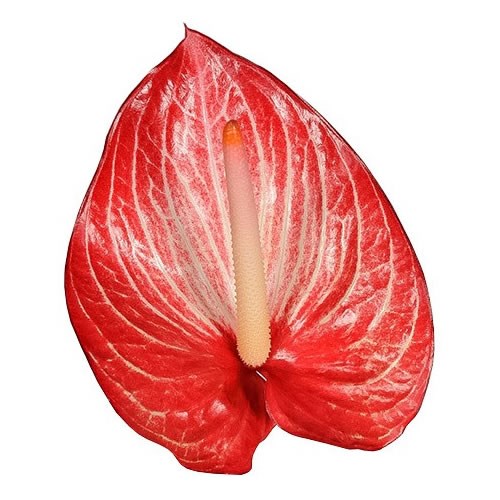 ANTHURIUM SINGITA X 12