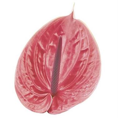 Anthurium Sirion x 12