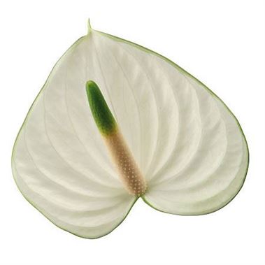 Anthurium Snowy x 15