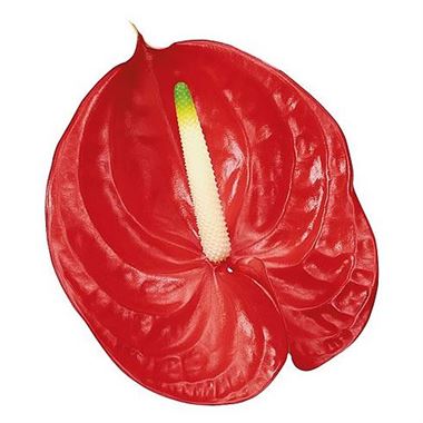 Anthurium Tropical x 12