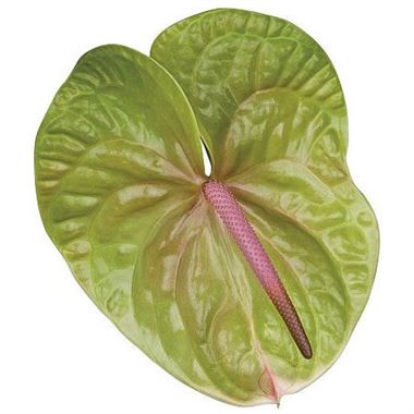 Anthurium Verino x 12
