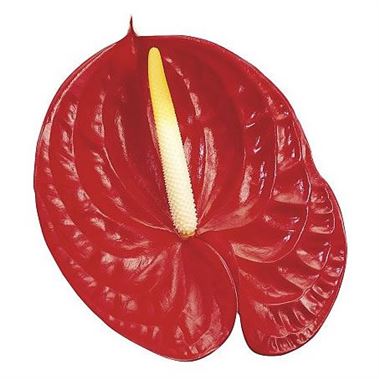 Anthurium Fire Red x 16