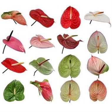 Anthurium Mixed Cols x 16 (Varieties May Vary to Image)