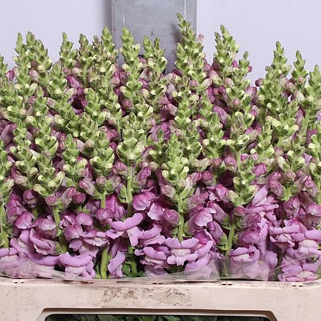 Snapdragon Maryland Lavender