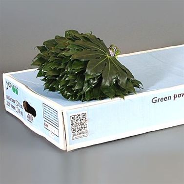 Aralia Orca