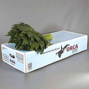 Aralia Orca