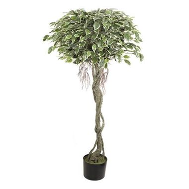 Artificial Ficus Tree - Variegated