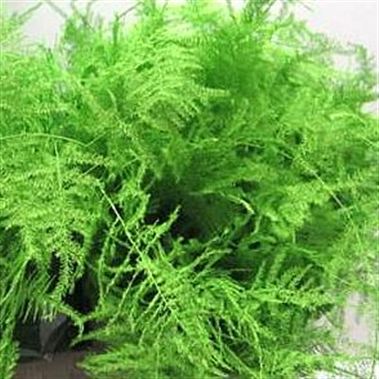 Asparagus Fern Dyed Green