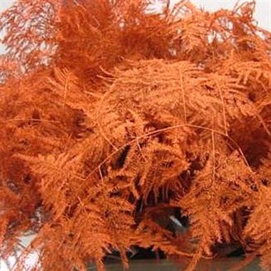 Asparagus Fern Dyed Orange