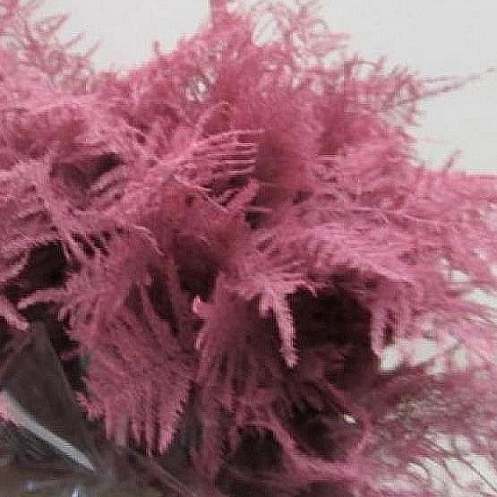 ASPARAGUS FERN DYED PINK