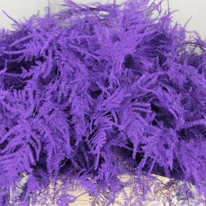 ASPARAGUS FERN DYED PURPLE