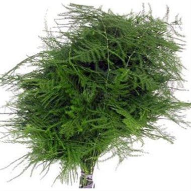 Asparagus Fern (short)
